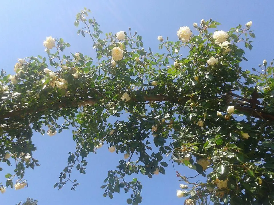 Agriturismo Battaglia Villamassargia مزرعة للإقامة